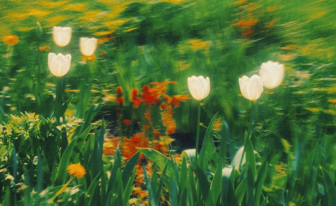 庭園設計・植栽プランニング